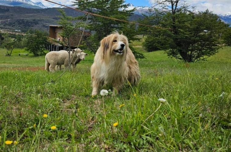 Apartament Turismo Y Cabanas Dragon De La Patagonia Cochrane Zewnętrze zdjęcie