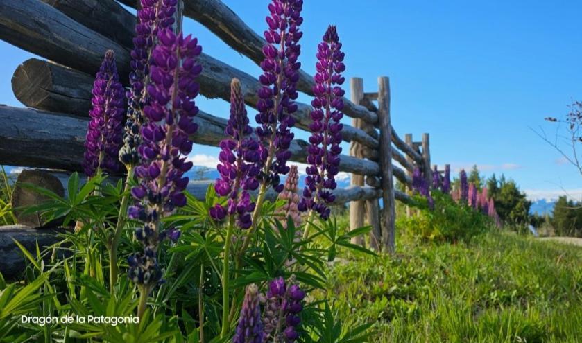 Apartament Turismo Y Cabanas Dragon De La Patagonia Cochrane Zewnętrze zdjęcie